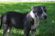 American Bully Puppies for sale in Alvarado, TX 76009, USA. price: NA