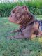 American Bully Puppies for sale in San Jose, CA, USA. price: $2,500