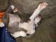 American Bully Puppies for sale in Loveland, CO, USA. price: NA