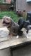 American Bully Puppies for sale in Charlotte, NC, USA. price: $1,700