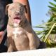 American Bully Puppies for sale in Hesperia, CA 92345, USA. price: NA
