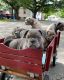 American Bully Puppies for sale in Cranston, RI, USA. price: NA