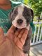 American Bully Puppies for sale in Guysville, OH, USA. price: NA