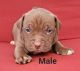 American Bully Puppies for sale in Fairfield, TX 75840, USA. price: NA
