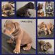 American Bully Puppies for sale in Peyton, CO 80831, USA. price: NA