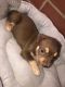American Bully Puppies for sale in Salisbury, MD, USA. price: NA