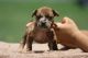 American Bully Puppies for sale in Maryville, TN, USA. price: NA