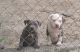American Bully Puppies for sale in Bridgeville, DE 19933, USA. price: NA