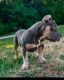 American Bully Puppies for sale in Prince George's County, MD, USA. price: $2,000