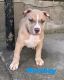 American Bully Puppies for sale in Newark, NJ, USA. price: $2,500