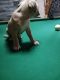 American Bully Puppies for sale in Chambersburg, PA, USA. price: NA