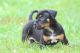 American Bully Puppies for sale in South Pittsburg, TN 37380, USA. price: $3,000