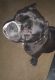 American Bully Puppies for sale in Merced, CA, USA. price: NA