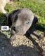 American Bully Puppies for sale in Toledo, OH, USA. price: $500