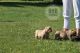 American Bully Puppies for sale in Bourbonnais, IL 60914, USA. price: NA