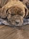 American Bully Puppies for sale in Del Norte, CO 81132, USA. price: $500