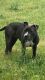 American Bully Puppies for sale in Milwaukee, WI, USA. price: NA