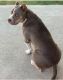 American Bully Puppies for sale in Copperas Cove, TX, USA. price: NA
