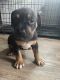 American Bully Puppies for sale in Toledo, OH, USA. price: $1,500