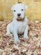 American Bully Puppies for sale in Huntsville, AL, USA. price: $1,500