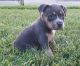 American Bully Puppies for sale in Brownsville, TX, USA. price: NA