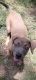 American Bully Puppies for sale in Glenarden, MD 20706, USA. price: NA