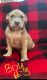 American Bully Puppies for sale in Tyler, TX 75701, USA. price: NA