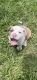 American Bully Puppies for sale in Bartow, FL, USA. price: NA