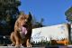 American Bully Puppies for sale in Arroyo Grande, CA 93420, USA. price: NA