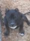 American Bully Puppies for sale in Eufaula, OK 74432, USA. price: $1,000