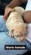 American Bully Puppies for sale in Tampa, FL, USA. price: $2,000