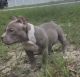 American Bully Puppies for sale in Tampa, FL, USA. price: $4,000