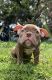 American Bully Puppies for sale in TEMPLE TERR, FL 33637, USA. price: $1,500
