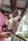 American Bully Puppies for sale in Clinton, AR 72031, USA. price: NA