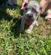 American Bully Puppies for sale in Gallatin, TN 37066, USA. price: NA
