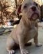 American Bully Puppies for sale in Turlock, CA, USA. price: NA