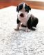 American Bully Puppies for sale in Baltimore, MD, USA. price: $1,000