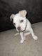 American Bully Puppies for sale in Greenville, SC, USA. price: $2,000