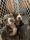 American Bully Puppies for sale in Elmira, NY, USA. price: NA