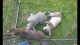 American Bully Puppies for sale in Warroad, MN 56763, USA. price: NA