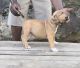 American Bully Puppies for sale in Fountain Inn, SC, USA. price: $1,200
