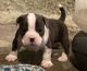 American Bully Puppies for sale in Syracuse, NY, USA. price: $1,500