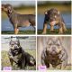 American Bully Puppies for sale in Fort Worth, TX, USA. price: $3,500