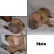 American Bully Puppies for sale in Manhattan, KS, USA. price: $2,000