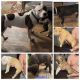 American Bully Puppies for sale in Huntington, TX 75949, USA. price: NA