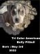 American Bully Puppies for sale in Hansen Hills, CA 91331, USA. price: $1,000