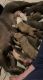 American Bully Puppies for sale in Spokane, WA, USA. price: NA