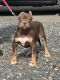 American Bully Puppies for sale in Renton, WA, USA. price: NA