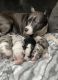 American Bully Puppies for sale in Petersburg, VA, USA. price: NA