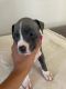 American Bully Puppies for sale in Plano, TX, USA. price: $1,200